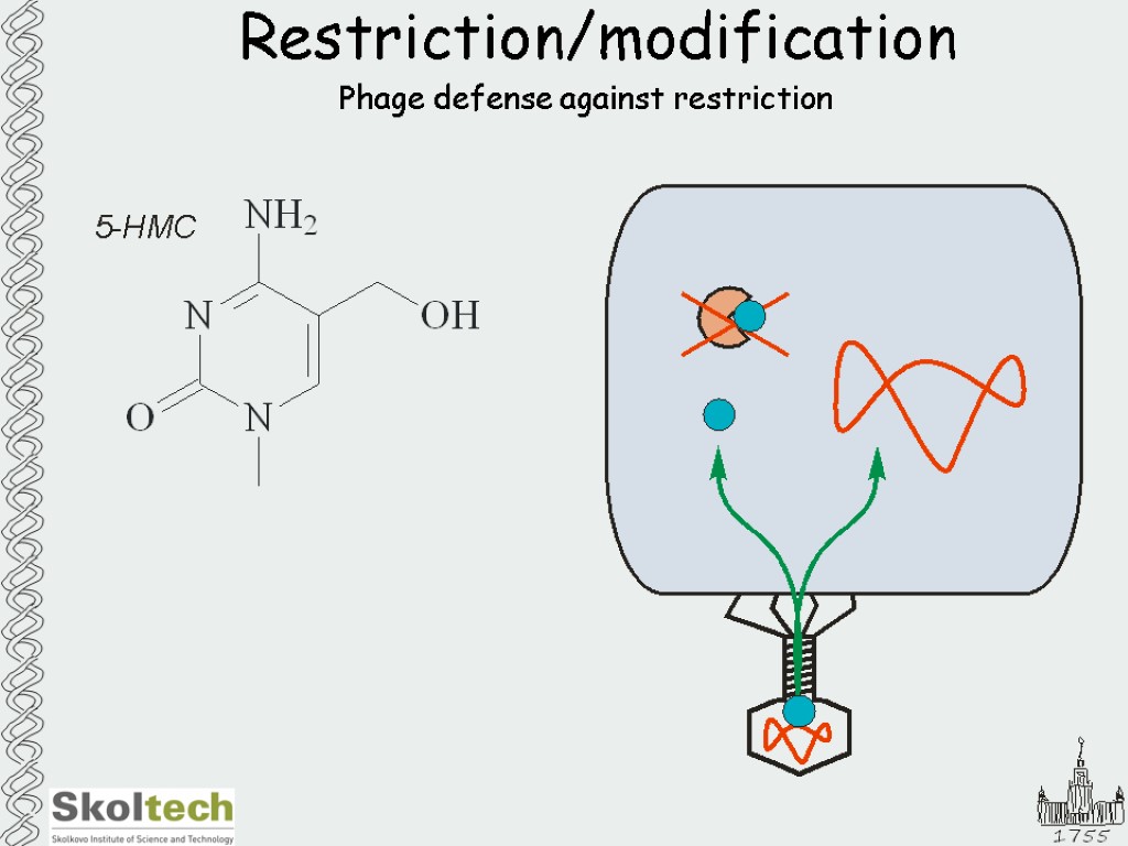 Restriction/modification Phage defense against restriction